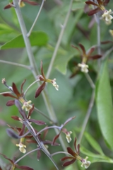 Prosthechea michuacana