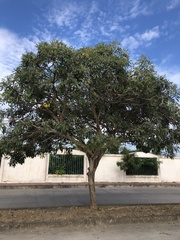 Bignoniaceae