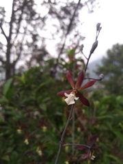 Prosthechea michuacana