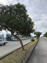 Bignoniaceae