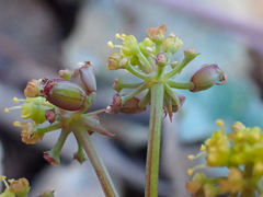 Lomatium howellii