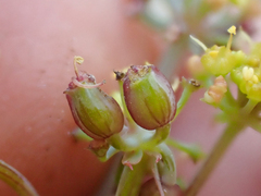 Lomatium howellii