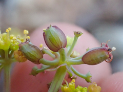 Lomatium howellii