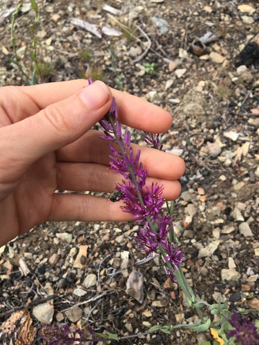 Arrow-leaf Thelypody (Thelypodium eucosmum)
