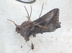 Autographa rubidus