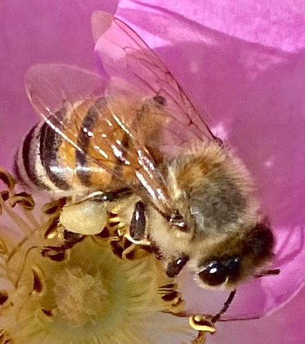 iNaturalist observation photo of Western Honey Bee