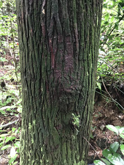 Cryptomeria japonica