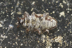 Tychius stephensi
