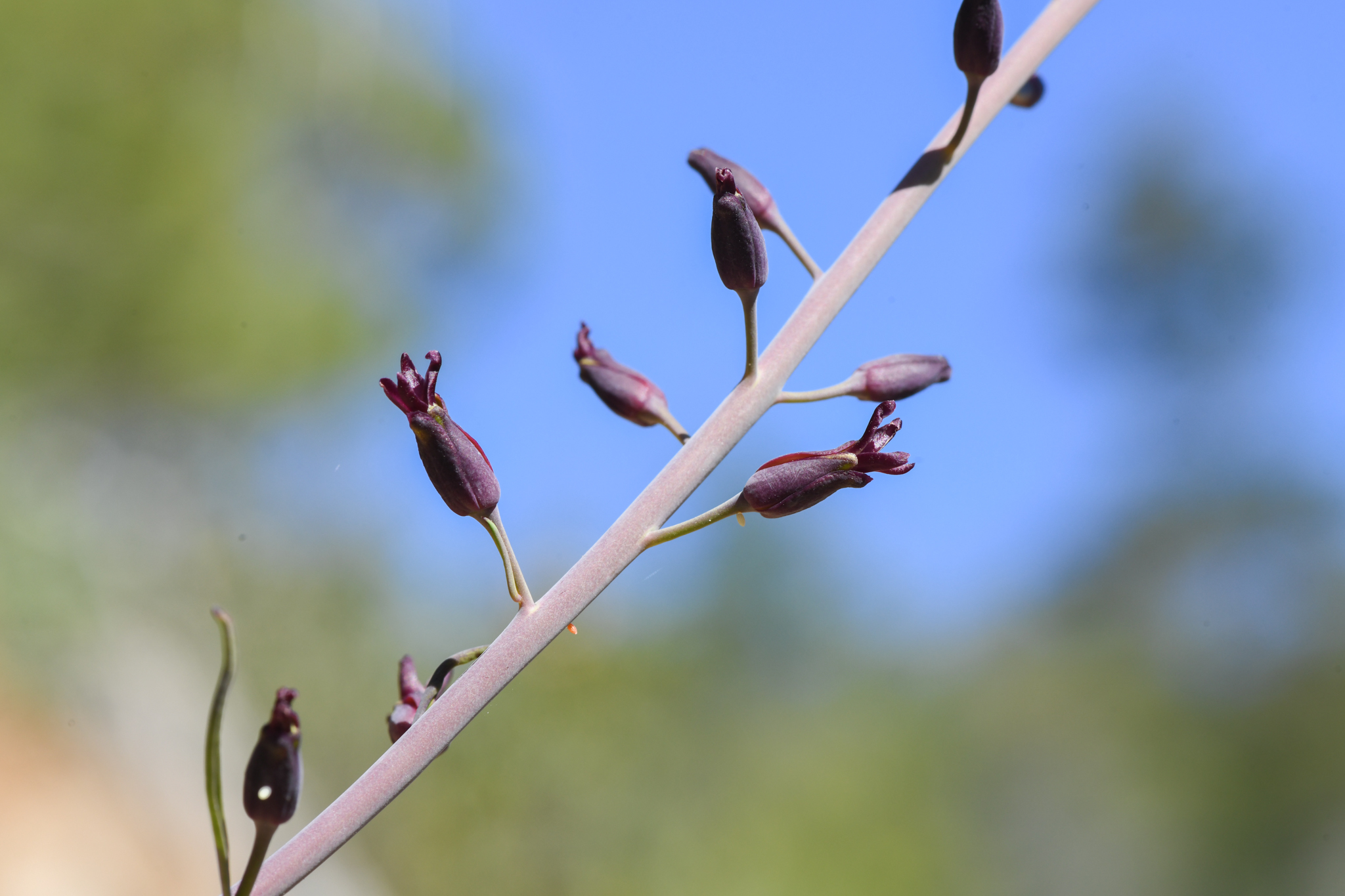 Streptanthus howellii