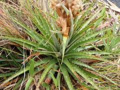 Puya trianae