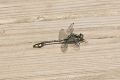 Gomphurus ventricosus