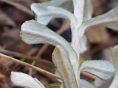 Antennaria suffrutescens