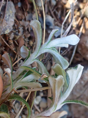 Antennaria suffrutescens