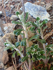 Antennaria suffrutescens