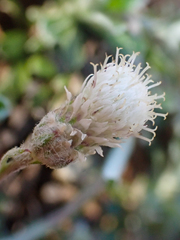 Antennaria suffrutescens