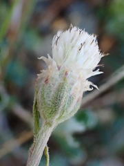 Antennaria suffrutescens