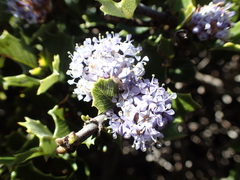 Ceanothus decornutus