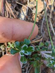 Antennaria suffrutescens