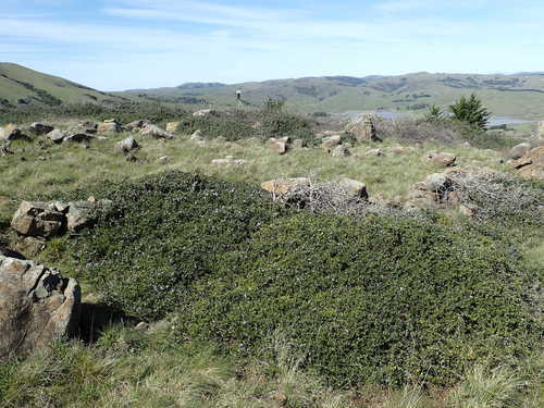 Image of Nicasio Ceanothus (Ceanothus decornutus) by no rights reserved