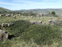Ceanothus decornutus
