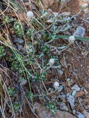 Antennaria suffrutescens