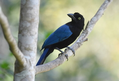 San Blas Jay photo 4