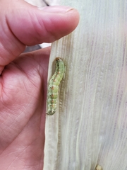 Spodoptera frugiperda