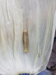 Spodoptera frugiperda