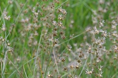 Juncus nevadensis