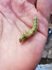 Spodoptera frugiperda