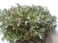 Tuckermanopsis americana