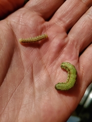 Spodoptera frugiperda