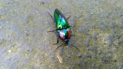 Campsosternus watanabei