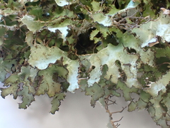 Tuckermanopsis americana