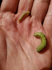 Spodoptera frugiperda