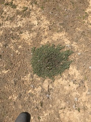 Pimelea carnosa