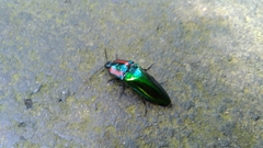 Campsosternus watanabei