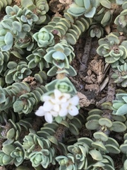 Pimelea carnosa