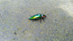 Campsosternus watanabei