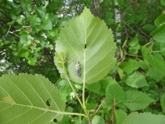 Lepturobosca chrysocoma