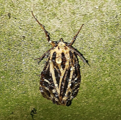 Anna Tiger Moth photo 4