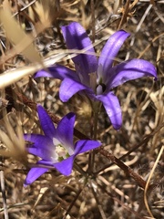 Brodiaea terrestris
