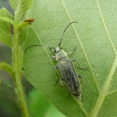Lepturobosca chrysocoma