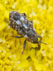 Cosmobaris scolopacea