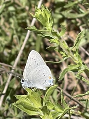 Satyrium sylvinus desertorum