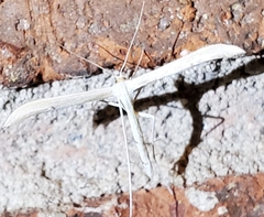 Hellinsia kellicottii