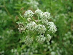 Apium nodiflorum