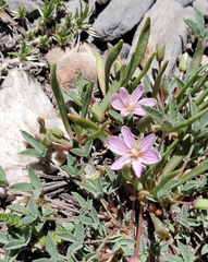 Lewisia pygmaea