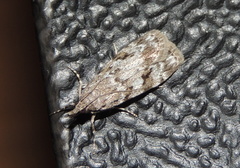 Scoparia subfusca