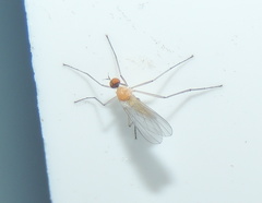 Rhamphomyia flava